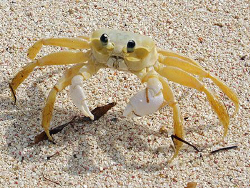 Little Ghost Crab on Little Cayman Island, BWI. by Jim Chambers 